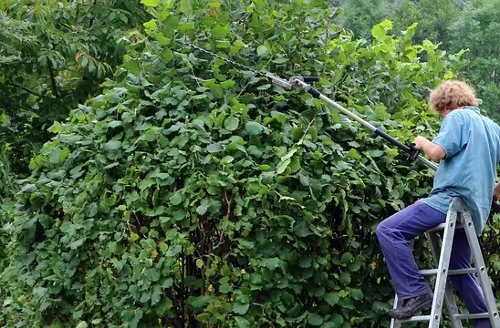 Remettez la taille de vos haies d’arbustes au jardinier Capello Elagage